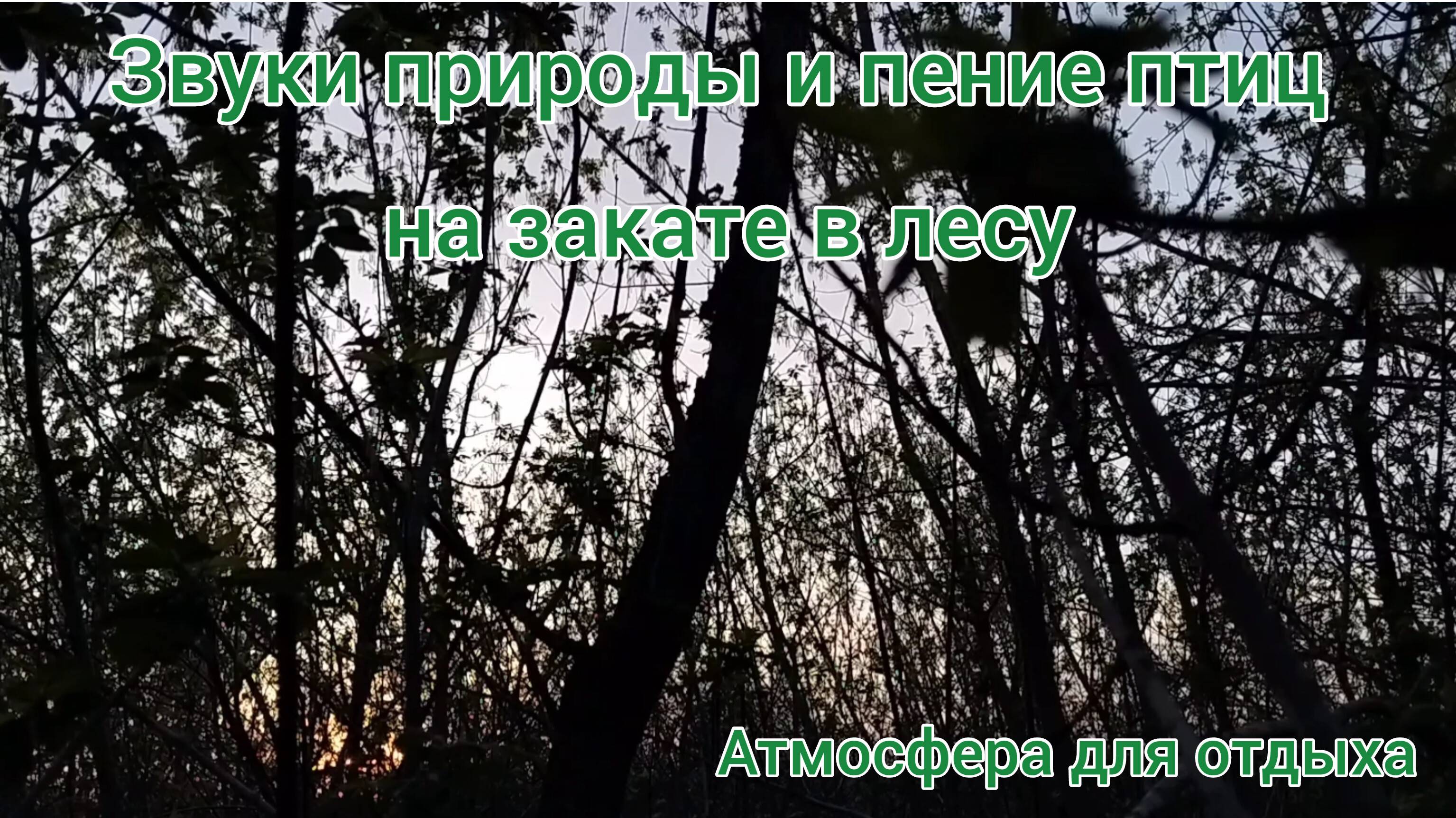 Звуки природы, пение птиц на закате в лесу. Звуки леса для релакса, сна, отдыха, медитации.