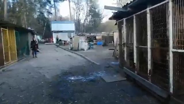 Вольеры для собак, которые нужно заменить в приюте для животных "Хвостатый рай" смотреть онлайн