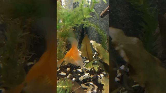 Палюдариум дома.Золотая рыбка. смотреть онлайн