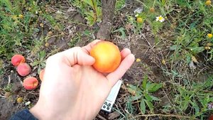 Абрикос Бетинка Le 32/76