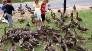 Feeding ducks. Кормление уток ! Part 1