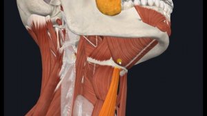 Грудино-подъязычная мышца (m. sternohyoideus) 3D Анатомия