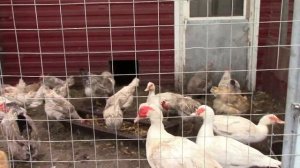 Теперь у нас есть новая, облагороженная земля на нашем участке. Обзор хозяйства в конце мая.