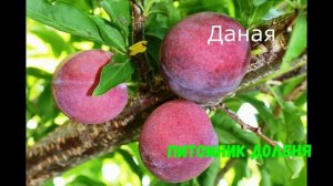 Зимостойкие сорта сливы.