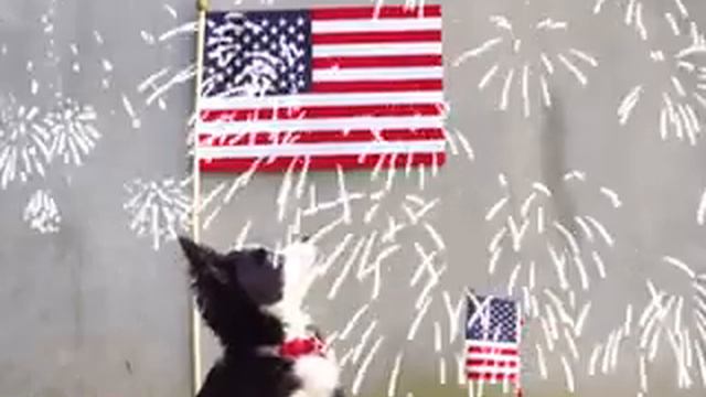 Собака из Англии смотрит на фейерверки и на флаги смотреть онлайн