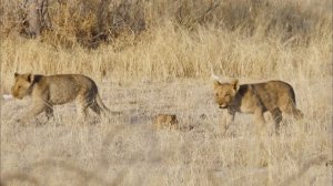 Выживание в дикой природе - Часть 4. В поисках воды - Документальный фильм