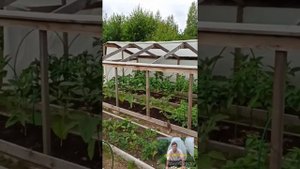 Выращивание баклажанов от посева до сбора урожая.