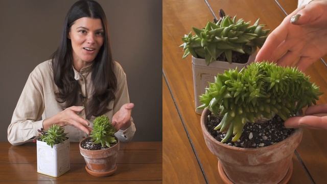 Echeveria agavoides f. Cristata Houseplant Care — 254 of 365 смотреть онлайн