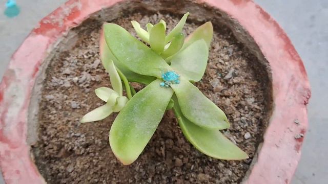 Any costly succulents grow in January & February ||simple method #succulents #subscribe #smile смотреть онлайн