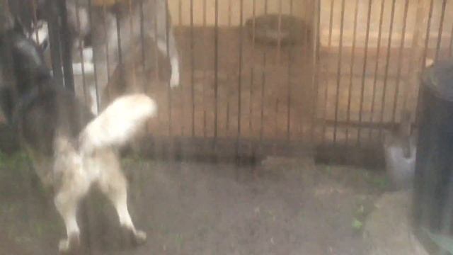 Радуля загуляла смотреть онлайн