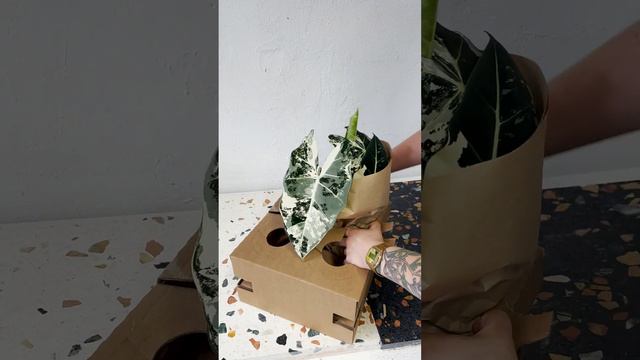 Unboxing Alocasia Frydek Variegata from plantcircle.co