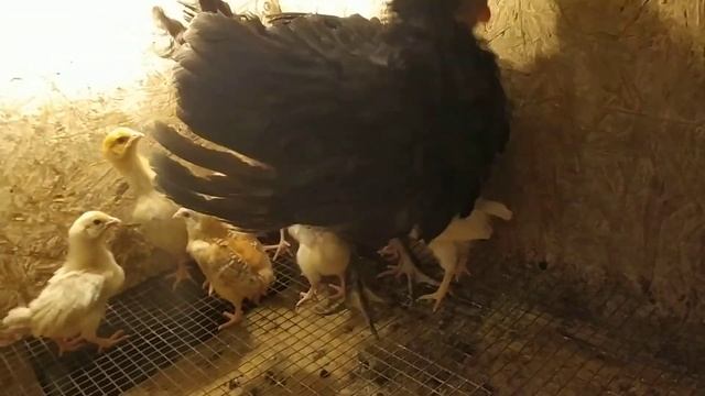 Гуси несутся где попало. Обустройство курятника продолжается