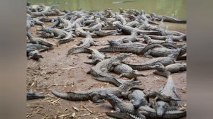 Самые опасные острова в мире!!! (Идея: не моя)