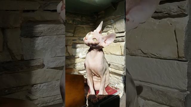 Canadian sphynx,канадские сфинксы.Продажа