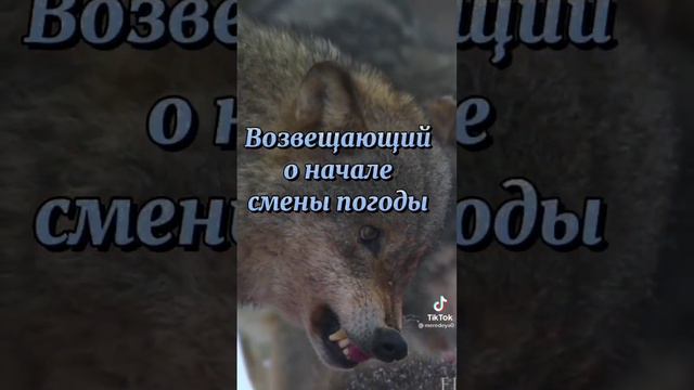 видео из тик тока (волчий день 11 февраля) #рекомендации #волчий #день