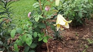 Как развиваются саженцы роз от Меховских - Звягинцевых (мои впечатления).