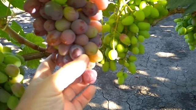 ВИНОГРАД ФУРШЕТНЫЙ 3 августа 2020. смотреть онлайн