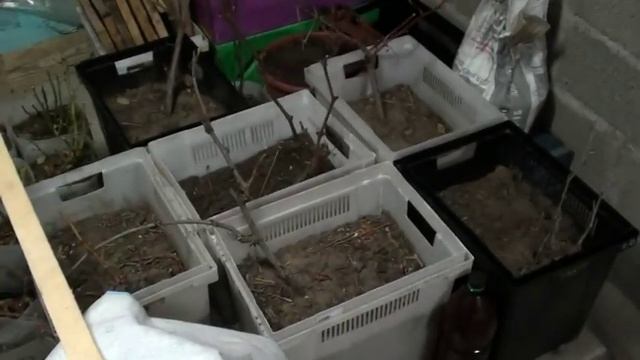 Выкапываю виноград из школки и убираю на зимние хранение смотреть онлайн