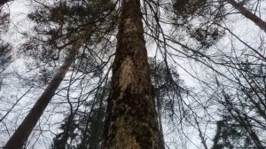 Шандриков В. Ветер, обнажённый сентябрьский ветер. 832. 4-26.wmv