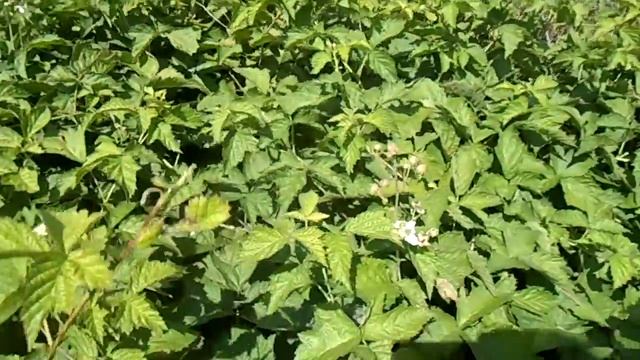 Ежевика цветёт на даче смотреть онлайн