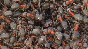 МУРАВЬИ - насекомые крупным планом FullHD Макросъёмка