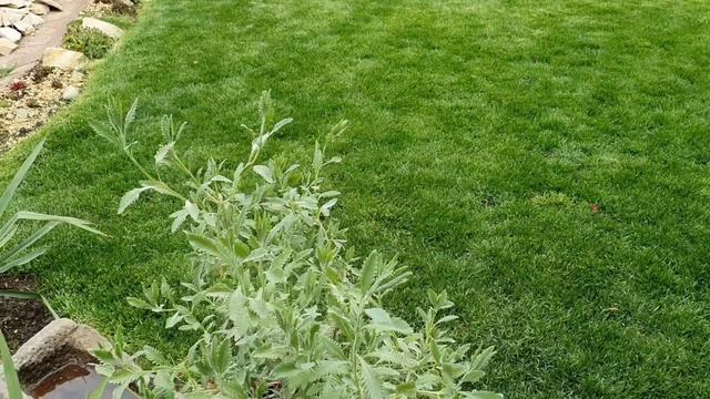 Наш прекрасный сад в мае. Приглашаем на прогулку. смотреть онлайн