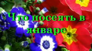 Что посеять в январе