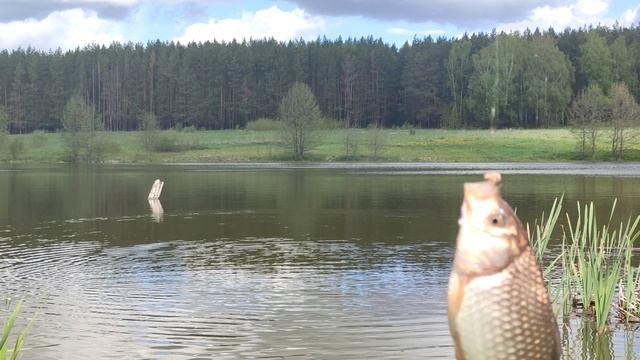 Весенний карась.