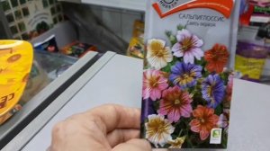 Сальпиглоссис