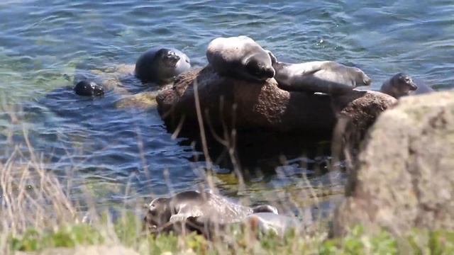 Из жизни ластоногих | Нерпа Байкальская | остров Ольхон смотреть онлайн