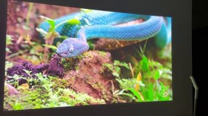 ВЫКИНУЛ ТЕЛЕВИЗОР за ПРОЕКТОР с 4К ПОДДЕРЖКОЙ ДЛЯ ДОМАШНЕГО КИНОТЕАТРА Jenovox M4000 Pro