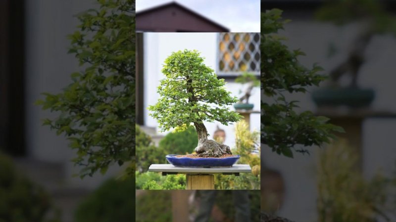 Бонсай из вяза карагача. #бонсай #bonsai #ниваки #bonsaitree