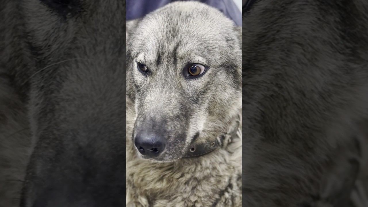 ВОЛК СЛОМАЛ БЕДРО! #будниветеринара #ветеринария #волк #сломанноебедро #собака #перелом #гипс #реки смотреть онлайн