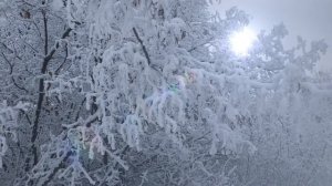 ЗИМНИЙ ЛЕС * Пейзажи зимней природы/ LIKE KIDS