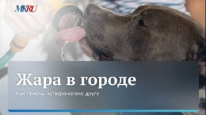 Прогулки с собакой в жару: рекомендация от кинолога Елизаветы Ключниковой