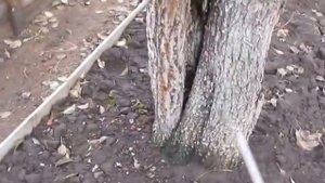 Опрыскивание сада осенью