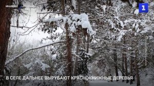 В селе Дальнее вырубают краснокнижные деревья