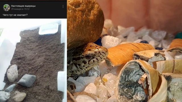 Группа не для новичков. Настоящие ящерицы. смотреть онлайн