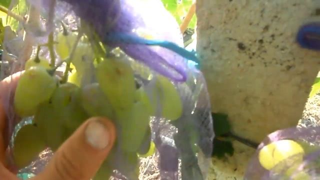 Как защитить виноград от птицы? смотреть онлайн