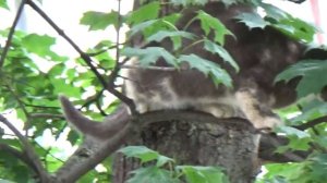 Кошка лезет на дерево