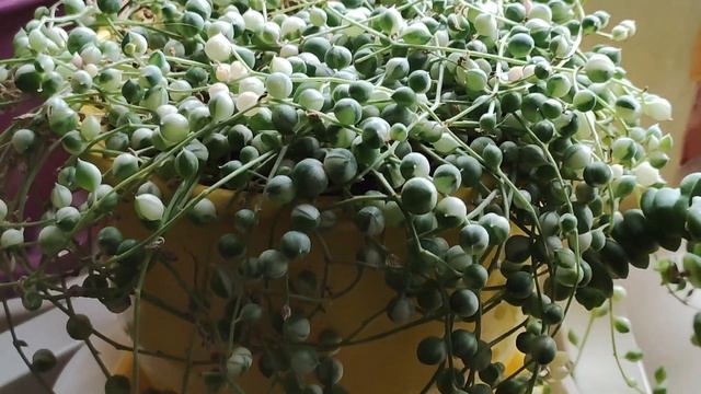 КОМНАТНЫЕ РАСТЕНИЯ, ЦВЕТЫ  ХОЙИ  ВЕСНА  И НЕМНОГО ОБ УХОДЕ
