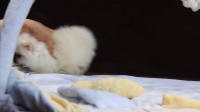 Девочка лайт крем Шпиц Померанский