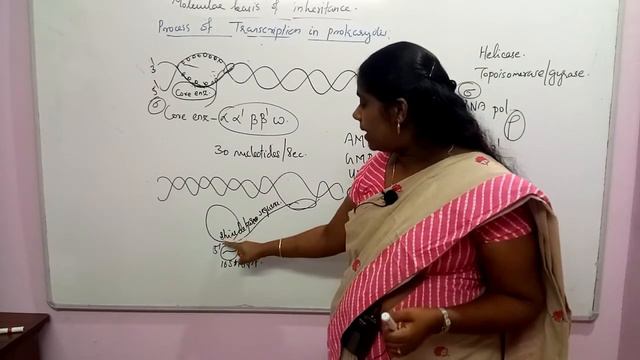 Molecular Basis Of Inheritance Session 11 NEET Biology Classes In Malayalam (Sumi)