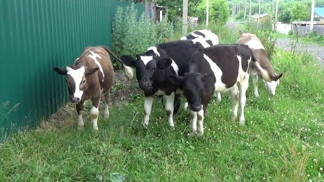 В деревне и гуси и коровы...кого только нет! смотреть онлайн