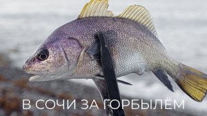 В Сочи за горбылём Утренний ROCKFISHING