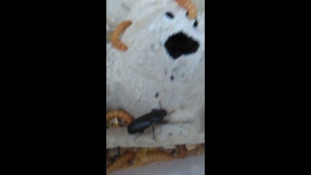 Creative meaworms! - Tarme della farina creative! - Tenebrio molitor смотреть онлайн