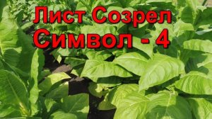 Созревание листа и первая ломка сорт Табака Символ - 4.