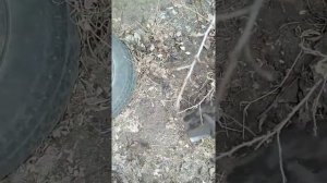 Размножение гуми