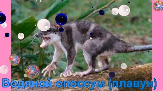 Опоссумы, колоколо смотреть онлайн