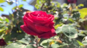 Mister Lincoln Dark Red Hybrid Tea  Rose